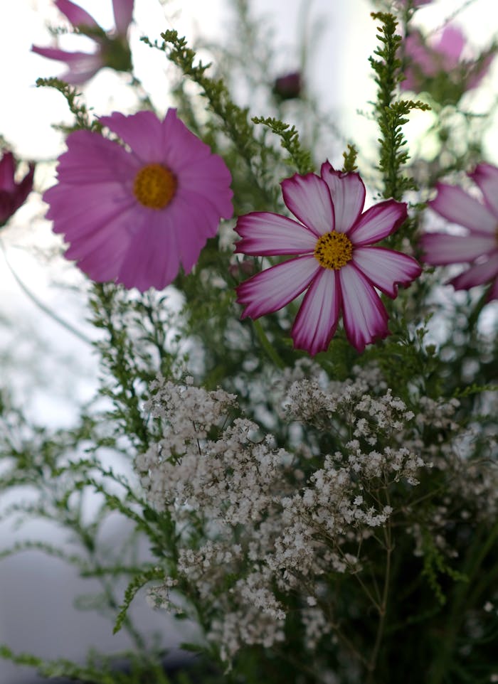 Vibrant pink cosmos flowers beautifully arranged with feathery foliage and baby's breath.